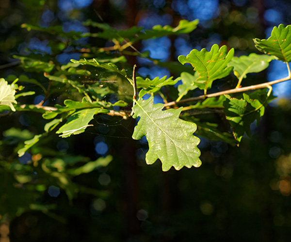 Environment Leaves - 600x500px